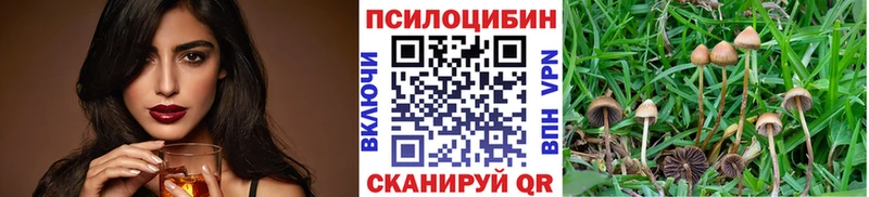 Купить где  Карабулак  Галлюциногенные грибы Cubensis 